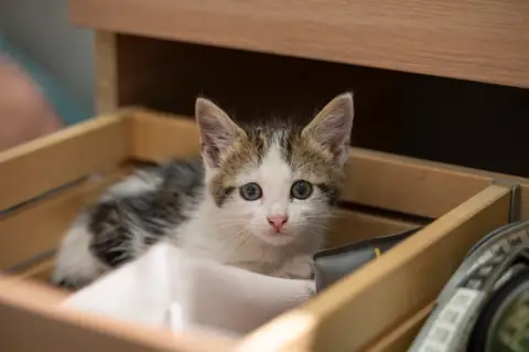 Why This Creative DIY Litter Box For Stray Cats Is a Must for Pet Homeowners