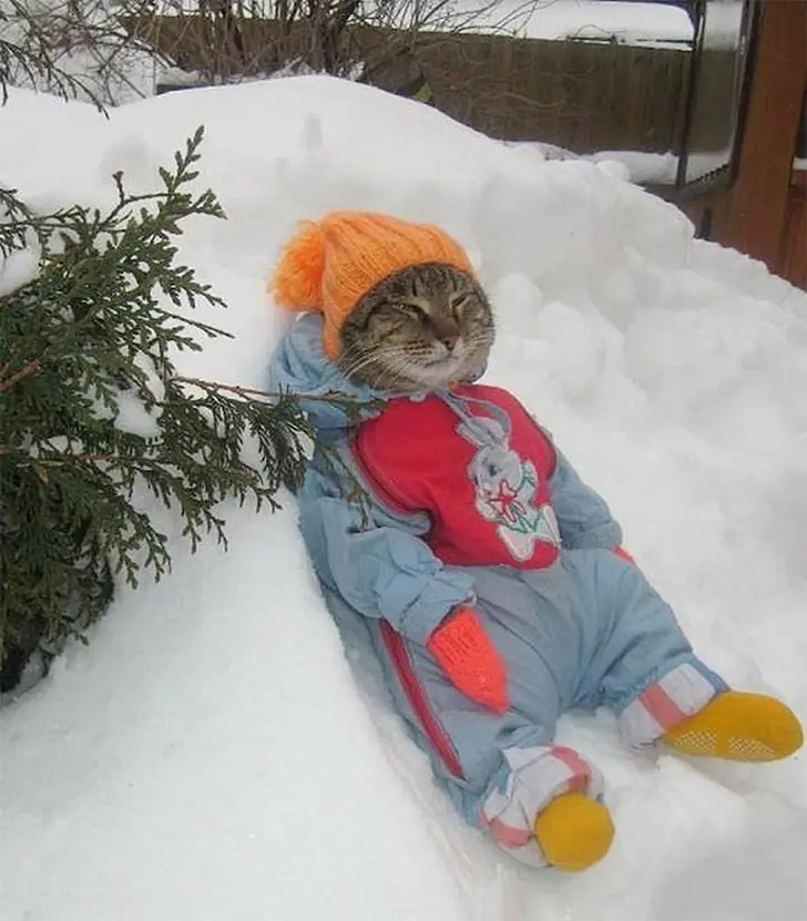 Serene Snow Cat