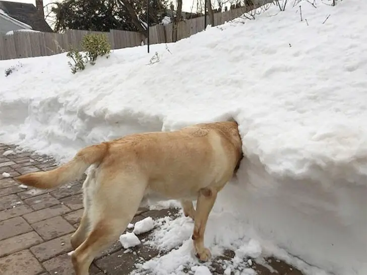 Playful Pooch’s Snow Dive