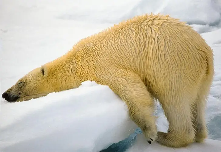 Polar Bear’s Icy Repose